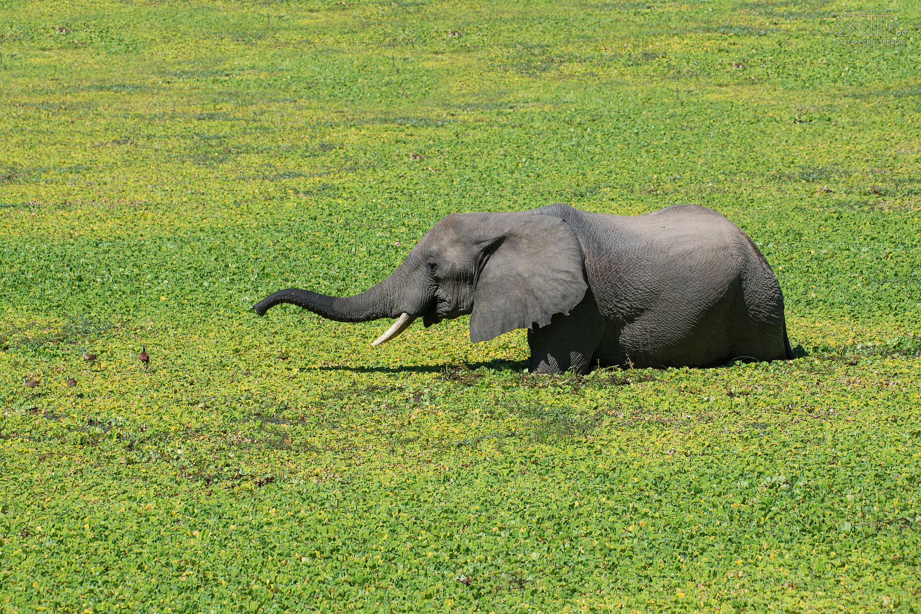 South Luangwa - Olifant Een olifant in een van de poelen vol Nijlsla in het prachtige nationale park South Luangwa in Zambia. De lelielopers (African jacana) lopen weg van hem. Stefan Cruysberghs